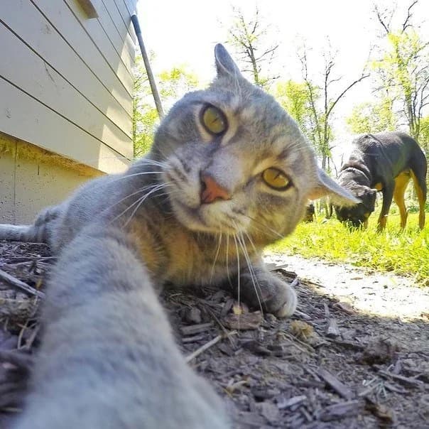 1466503429_novye-selfi-menni-2.jpg